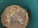 FZ004539 Three slow worms in compost heap.jpg